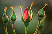 THE OLD RECTORY  HASELBECH  NORTHAMPTONSHIRE: BUDS OF ROSE CHANEL