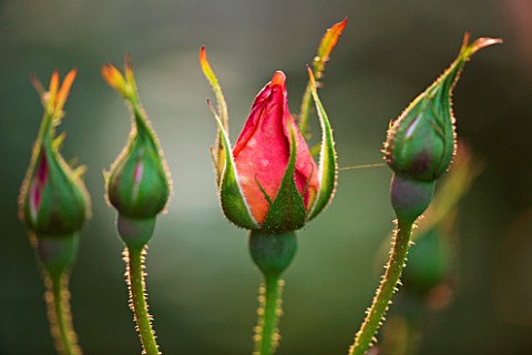 THE_OLD_RECTORY__HASELBECH__NORTHAMPTONSHIRE_BUDS_OF_ROSE_CHANEL