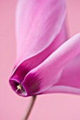 CLOSE UP OF THE PINK FLOWER OF A CYCLAMEN AGAINST A PINK BACKDROP