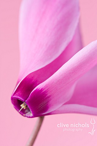 CLOSE_UP_OF_THE_PINK_FLOWER_OF_A_CYCLAMEN_AGAINST_A_PINK_BACKDROP