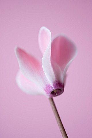 CLOSE_UP_OF_THE_PINK_FLOWER_OF_A_CYCLAMEN_AGAINST_A_PINK_BACKDROP