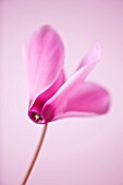 CLOSE UP OF THE PINK FLOWER OF A CYCLAMEN AGAINST A PINK BACKDROP