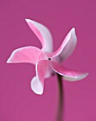 CLOSE UP OF THE PATTERN OF A PINK FLOWER OF A CYCLAMEN AGAINST A PINK BACKDROP
