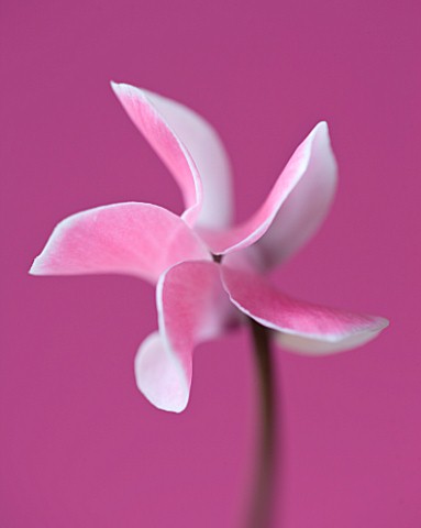 CLOSE_UP_OF_THE_PATTERN_OF_A_PINK_FLOWER_OF_A_CYCLAMEN_AGAINST_A_PINK_BACKDROP