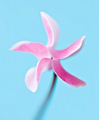 CLOSE UP OF THE PATTERN OF A PINK FLOWER OF A CYCLAMEN AGAINST A BLUE BACKDROP