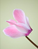 CLOSE UP OF THE PINK FLOWER OF A CYCLAMEN AGAINST A YELLOW BACKDROP