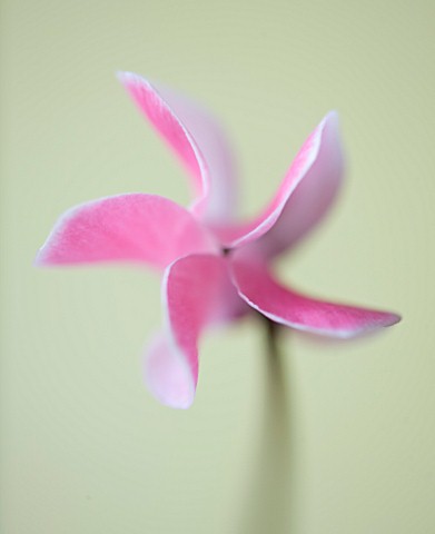 CLOSE_UP_OF_THE_PATTERN_OF_A_PINK_FLOWER_OF_A_CYCLAMEN_AGAINST_A_YELLOW_BACKDROP