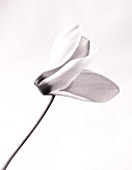 BLACK AND WHITE CLOSE UP DUOTONE IMAGE OF THE FLOWER OF A CYCLAMEN