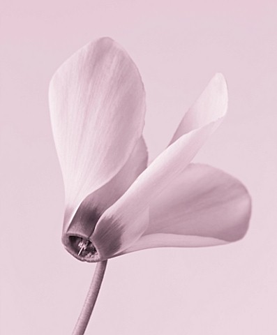 BLACK_AND_WHITE_CLOSE_UP_DUOTONE_IMAGE_OF_THE_FLOWER_OF_A_CYCLAMEN