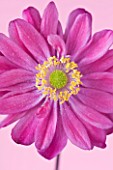 CLOSE UP OF THE PINK FLOWER OF A  JAPANESE ANEMONE - ANEMONE HUPEHENSIS VAR JAPONICA PAMINA