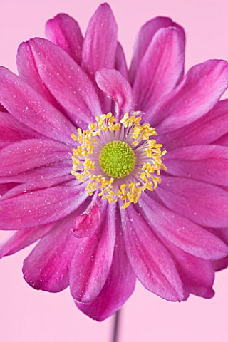 CLOSE_UP_OF_THE_PINK_FLOWER_OF_A__JAPANESE_ANEMONE__ANEMONE_HUPEHENSIS_VAR_JAPONICA_PAMINA
