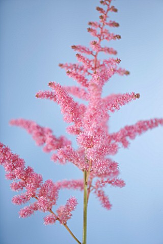 CLOSE_UP_OF_PINK_FLOWER_OF_ASTILBE