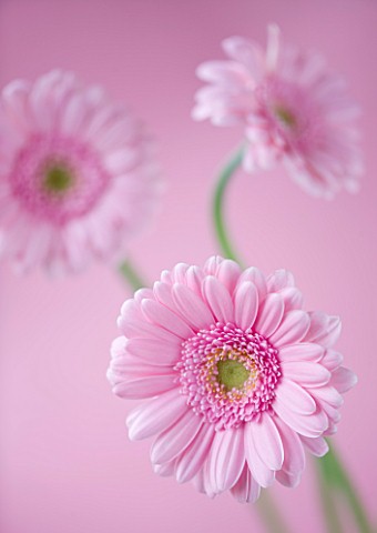 CLOSE_UP_OF_THE_PINK_FLOWER_OF_GERBERA