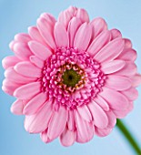 CLOSE UP OF THE PINK FLOWER OF GERBERA
