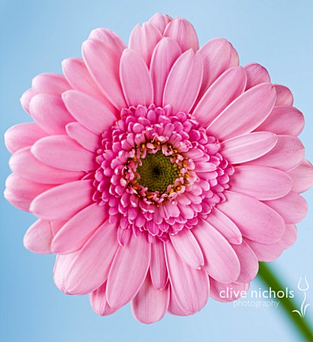 CLOSE_UP_OF_THE_PINK_FLOWER_OF_GERBERA
