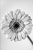 BLACK AND WHITE CLOSE UP OF FLOWER OF A GERBERA