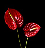 CLOSE UP OF RED FLOWERS OF ANTHURIUM AGAINST BLACK BACKGROUND