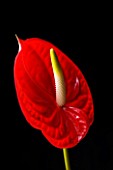 CLOSE UP OF RED FLOWER OF ANTHURIUM AGAINST BLACK BACKGROUND