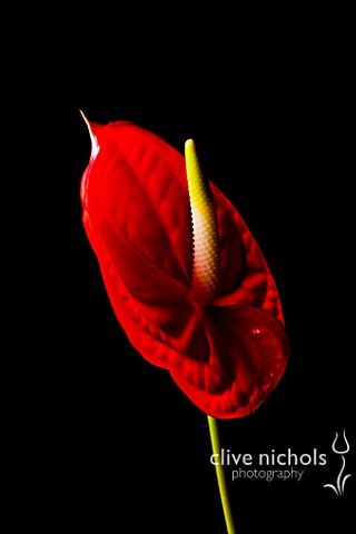 CLOSE_UP_OF_RED_FLOWER_OF_ANTHURIUM_AGAINST_BLACK_BACKGROUND
