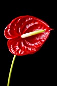 CLOSE UP OF RED FLOWER OF ANTHURIUM AGAINST BLACK BACKGROUND