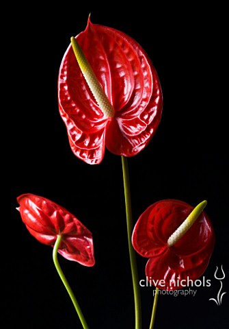 CLOSE_UP_OF_RED_FLOWERS_OF_ANTHURIUM_AGAINST_BLACK_BACKGROUND