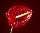 CLOSE UP OF RED FLOWER OF ANTHURIUM