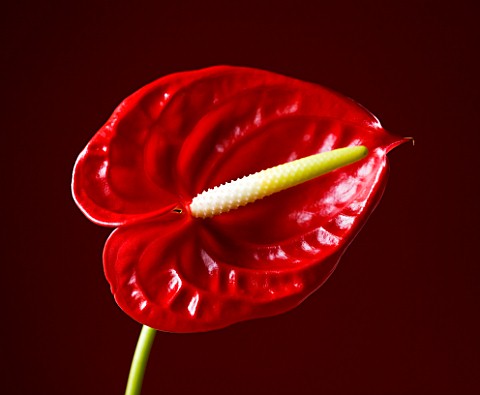 CLOSE_UP_OF_RED_FLOWER_OF_ANTHURIUM