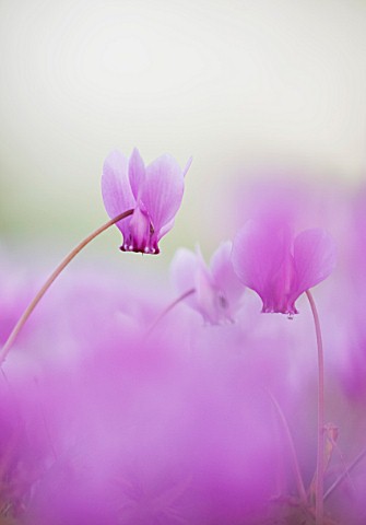 CLOSE_UP_OF_PINK_FLOWERS_OF_AUTUMN_FLOWERING_CYCLAMEN__CYCLAMEN_HEDERIFOLIUM__AT_WAKEHURST_PLACE__SU