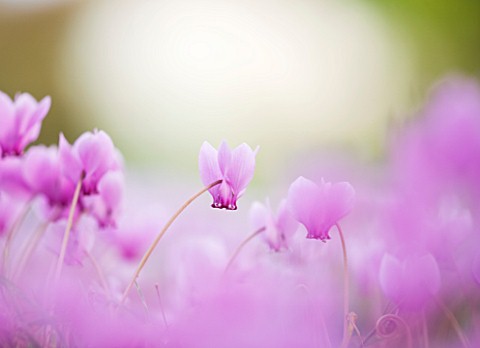 CLOSE_UP_OF_PINK_FLOWERS_OF_AUTUMN_FLOWERING_CYCLAMEN__CYCLAMEN_HEDERIFOLIUM__AT_WAKEHURST_PLACE__SU