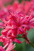 CLOSE UP OF PINK FLOWERS OF NERINE HAMLET
