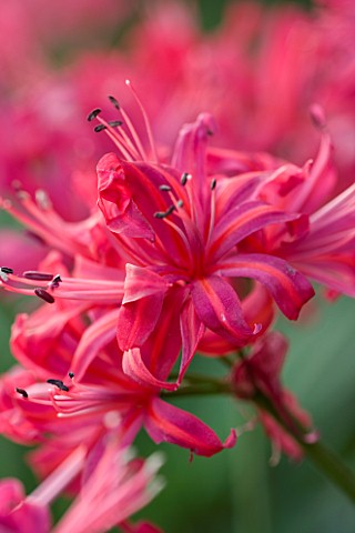 CLOSE_UP_OF_PINK_FLOWERS_OF_NERINE_HAMLET