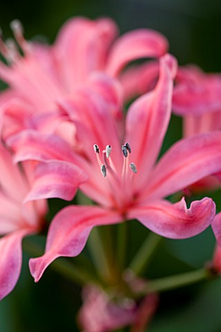 CLOSE_UP_OF_THE_PINK_FLOWER_OF_NERINE_AUDREY