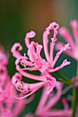 CLOSE UP OF THE PINK FLOWER OF NERINE GRAF RENET