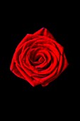 CLOSE UP OF RED ROSE AGAINST BLACK BACKGROUND