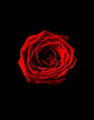 CLOSE UP OF RED ROSE AGAINST BLACK BACKGROUND