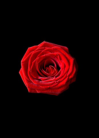 CLOSE_UP_OF_RED_ROSE_AGAINST_BLACK_BACKGROUND