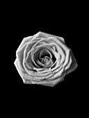 CLOSE UP OF BLACK AND WHITE ROSE ON BLACK BACKGROUND