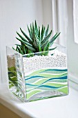 DESIGNER CLARE MATTHEWS: HOUSE PLANT - SUCCULENT IN GLASS CONTAINER WITH LAYERS OF COLOURED SAND
