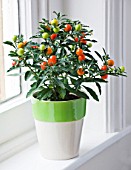 DESIGNER CLARE MATTHEWS: HOUSE PLANT - GREEN AND WHTE CONTAINER IN WINDOWSILL PLANTED WITH JERUSALEM CHERRY - SOLANUM PSEUDOCAPSICUM