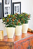 DESIGNER CLARE MATTHEWS: HOUSE PLANT - CREAM CONTAINERS ON SIDEBOARD PLANTED WITH JERUSALEM CHERRY - SOLANUM PSEUDOCAPSICUM
