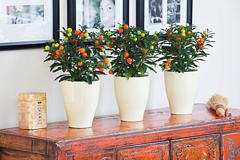 DESIGNER_CLARE_MATTHEWS_HOUSE_PLANT__CREAM_CONTAINERS_ON_SIDEBOARD_PLANTED_WITH_JERUSALEM_CHERRY__SO