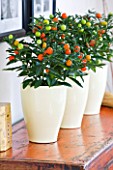 DESIGNER CLARE MATTHEWS: HOUSE PLANT - CREAM CONTAINERS ON SIDEBOARD PLANTED WITH JERUSALEM CHERRY - SOLANUM PSEUDOCAPSICUM
