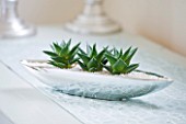 DESIGNER CLARE MATTHEWS: HOUSE PLANT - SILVER CONTAINER ON SIDEBOARD PLANTED WITH HAWORTHIA FROM SOUTH AFRICA