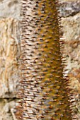 DOMAINE DU RAYOL  FRANCE: CLOSE UP OF THE SPINES OF A CACTUS IN THE ARID AMERICAN GARDEN
