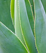 DOMAINE DU RAYOL  FRANCE: CLOSE UP OF AGAVE LEAVES AND SPIKES