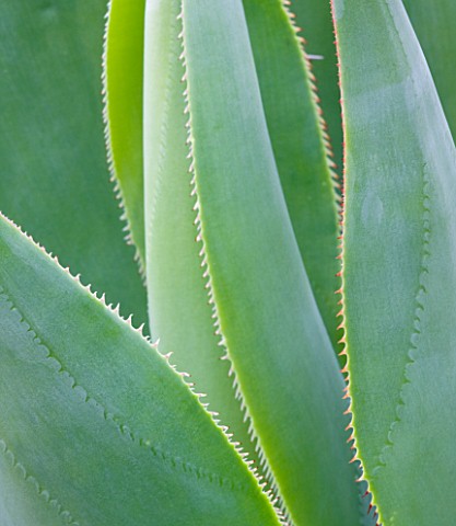 DOMAINE_DU_RAYOL__FRANCE_CLOSE_UP_OF_AGAVE_LEAVES_AND_SPIKES