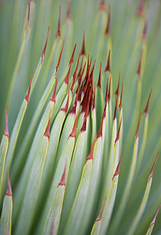 DOMAINE_DU_RAYOL__FRANCE_CLOSE_UP_OF_THE_SPIKES_OF_AGAVE_STRICTA