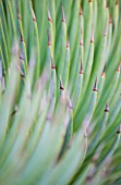DOMAINE DU RAYOL  FRANCE: CLOSE UP OF THE SPIKES OF AGAVE STRICTA