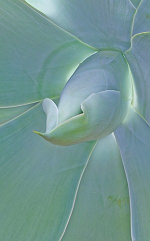 DOMAINE_DU_RAYOL__FRANCE_CLOSE_UP_OF_THE_SPIKE_OF_AGAVE_ATTENUATA