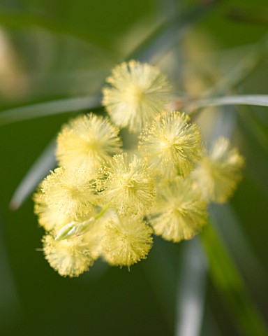 DOMAINE_DU_RAYOL__FRANCE_CLOSE_UP_OF_YELLOW_FLOWERS_OF_MIMOSA__ACACIA_ITEAPHYLLA_WILLOW_LEAFED_ACACI